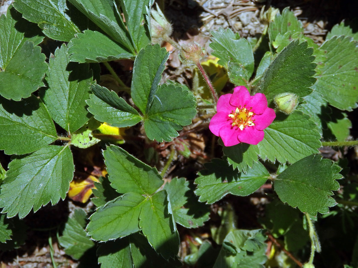 Jahodník (Fragaria) se sedmičetným květem (1a)