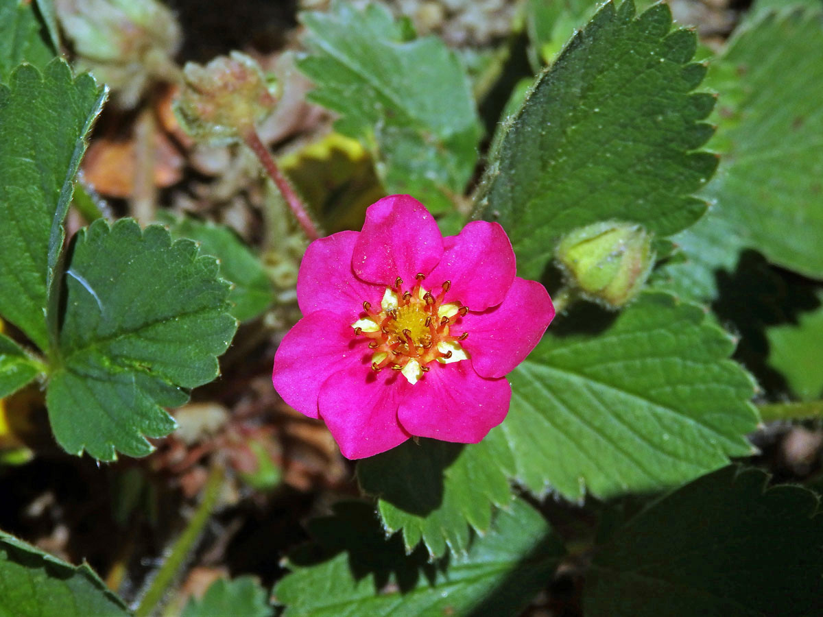 Jahodník (Fragaria) se sedmičetným květem (1b)