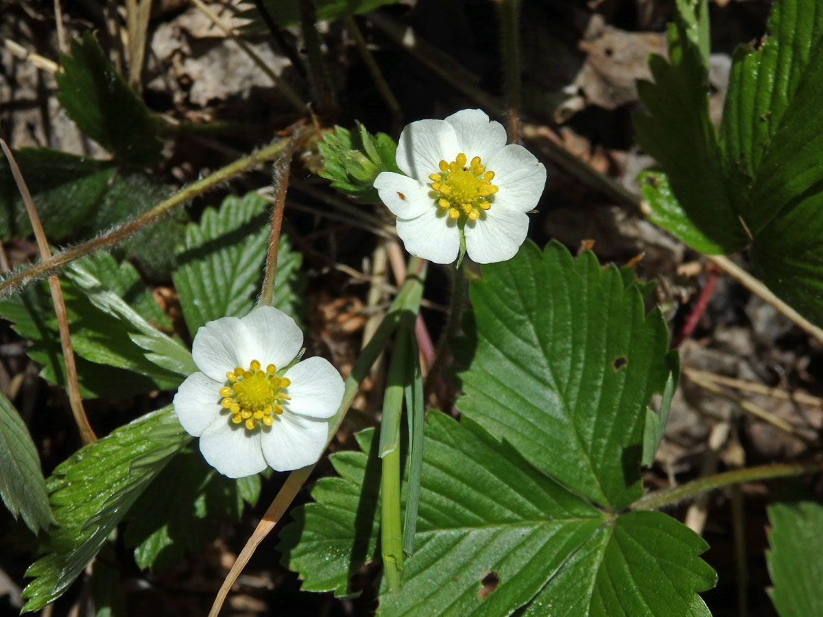 Jahodník obecný (Fragaria vesca L.), šestičetný květ (3a)