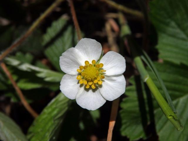 Jahodník obecný (Fragaria vesca L.), šestičetný květ (3c)