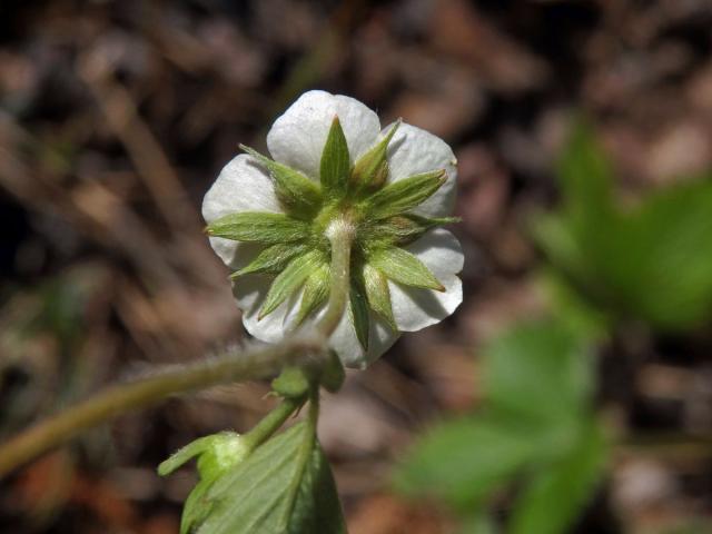 Jahodník obecný (Fragaria vesca L.), šestičetný květ (3d)