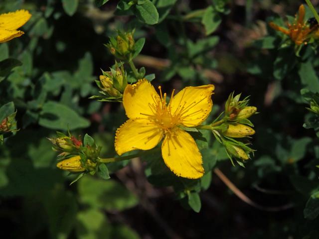 Třezalka tečkovaná (Hypericum perforatum L.), čtyřčetný květ (8)