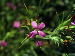 Hvozdík svazčitý (Dianthus almeria L.), čtyřčetný květ (12)