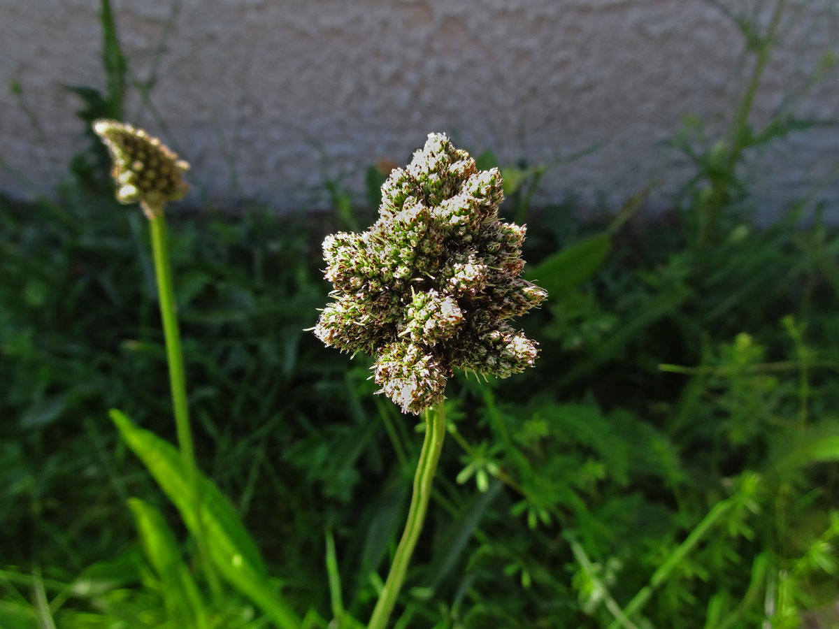 Jitrocel kopinatý (Plantago lanceolata L.) - větvené květenství (11b)