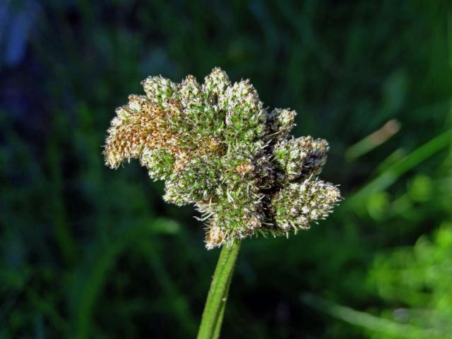 Jitrocel kopinatý (Plantago lanceolata L.) - větvené květenství (11c)