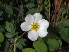 Mochna bílá (Potentilla alba L.) s šestičetným květem (2)