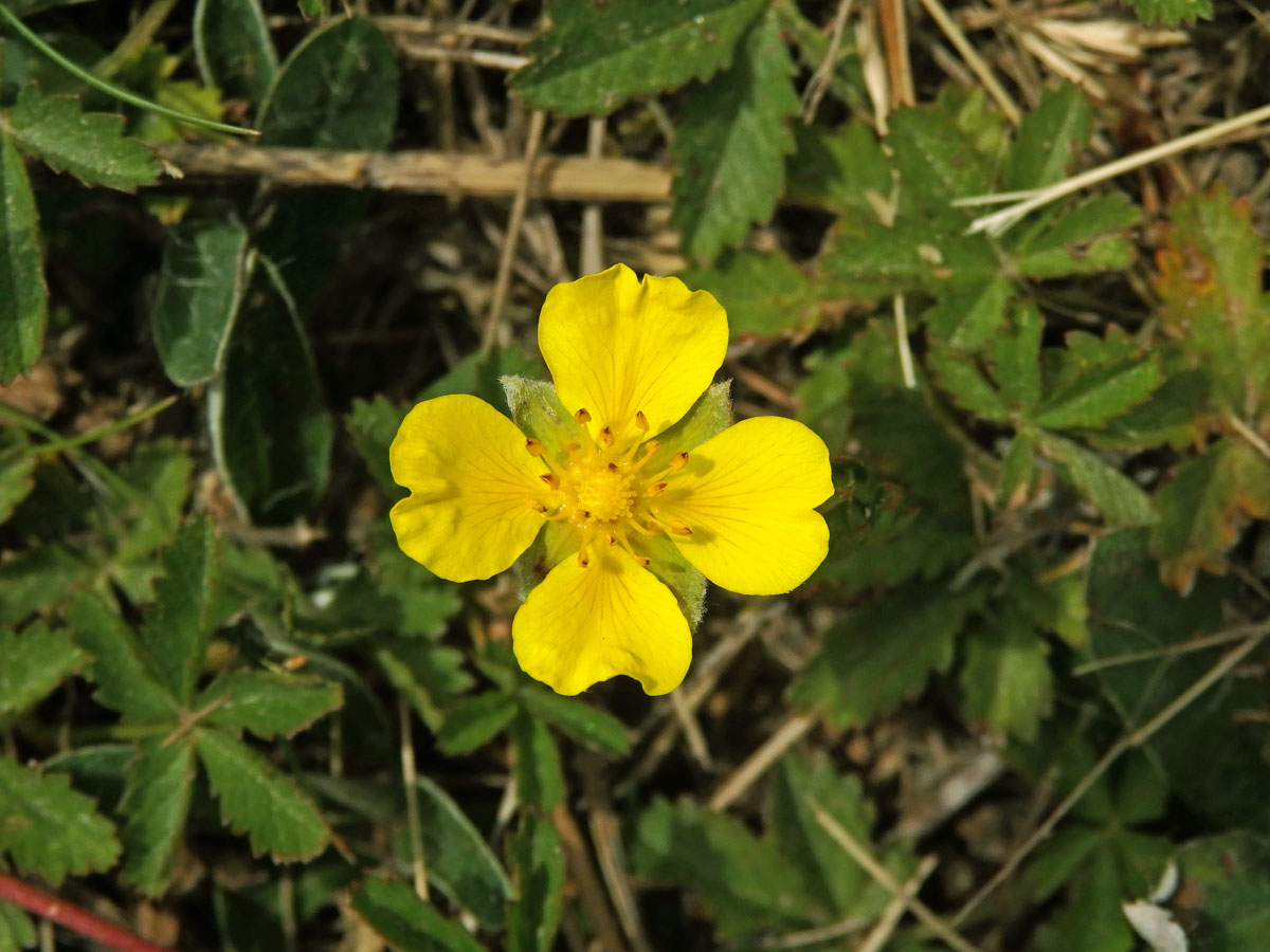 Mochna plazivá (Potentilla reptans L.) s čtyřčetným květem (2)