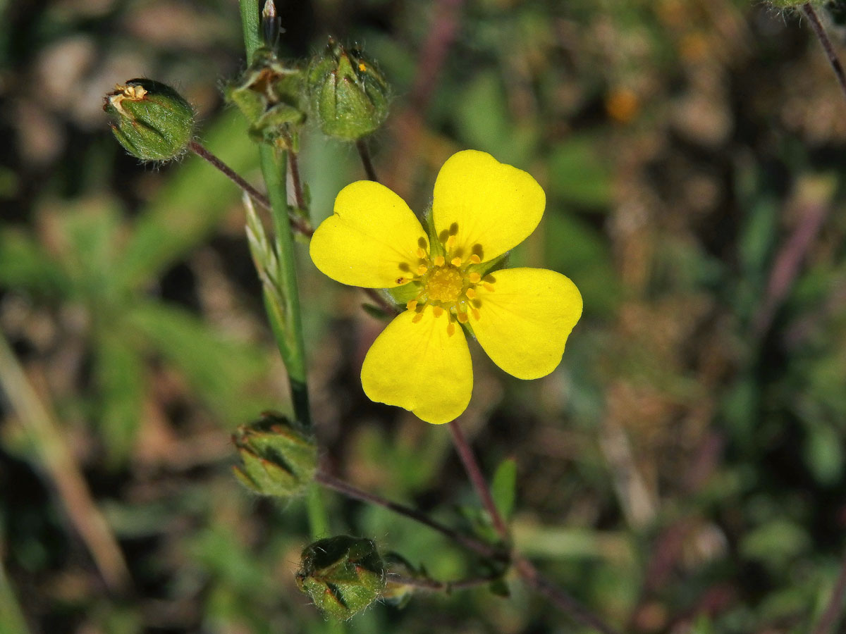 Mochna rozkladitá (Potentilla patula Waldst. et Kit.) s čtyřčetným květem (3)