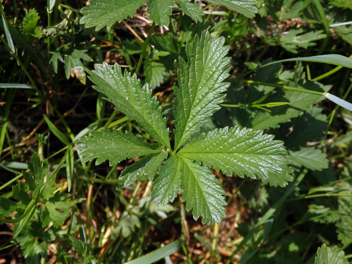 Mochna plazivá (Potentilla reptans L.), sedmičetný list (1)