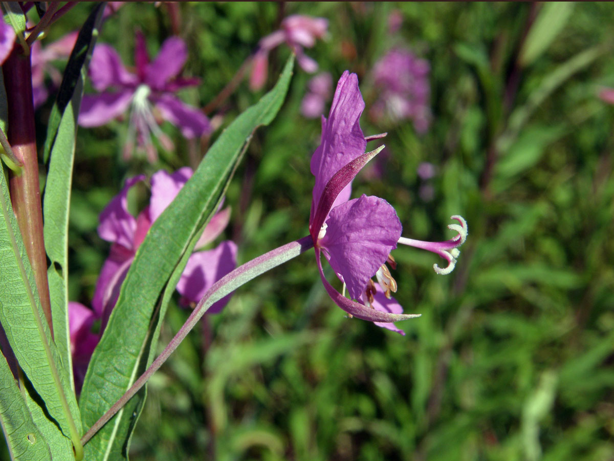 Vrbovka úzkolistá (Epilobium angustifolium L.)