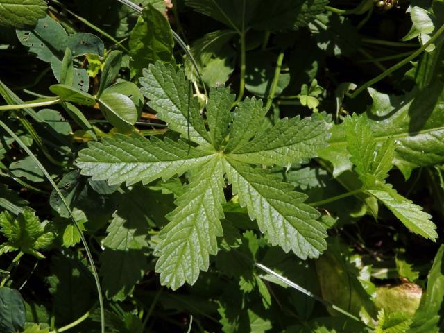 Mochna plazivá (Potentilla reptans L.), sedmičetný list (3)