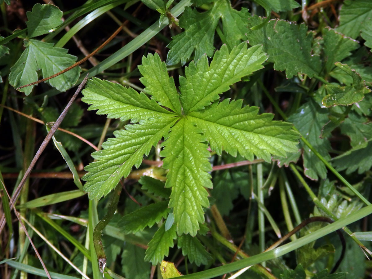 Mochna plazivá (Potentilla reptans L.), šestičetný list (1)