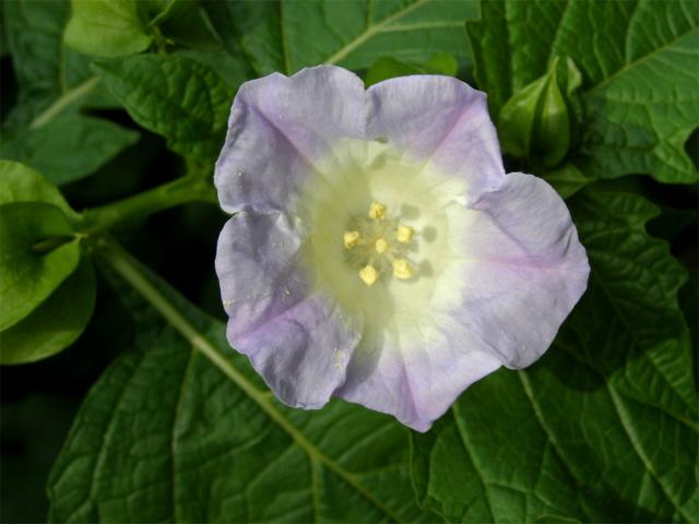 Lilík mochyňovitý (Nicandra physalodes (L.) Gaertn.)