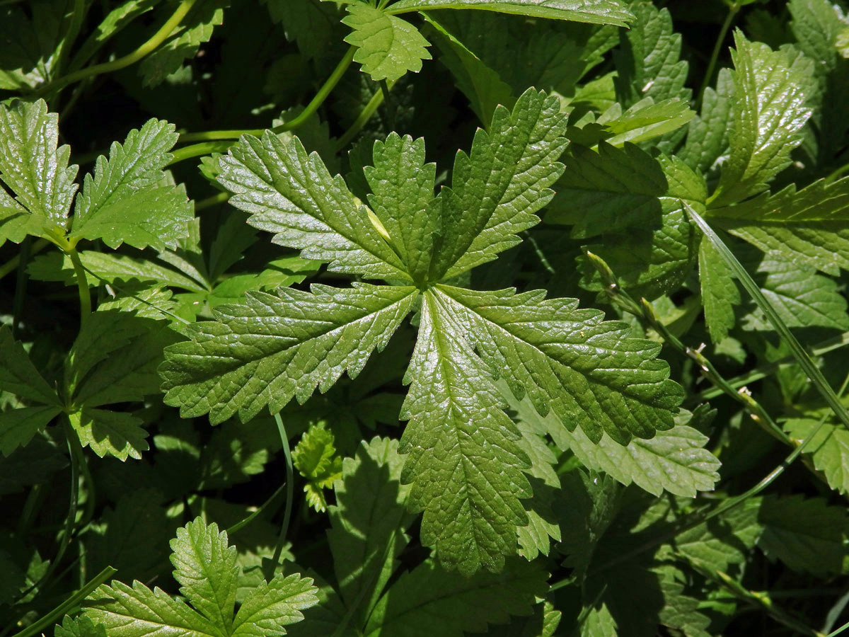 Mochna plazivá (Potentilla reptans L.), šestičetný list (2)