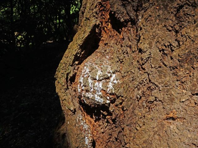 Douglaska tisolistá (Pseudotsuga menziesii (Mirbel) Franco) s nádorem na kmeni (6)