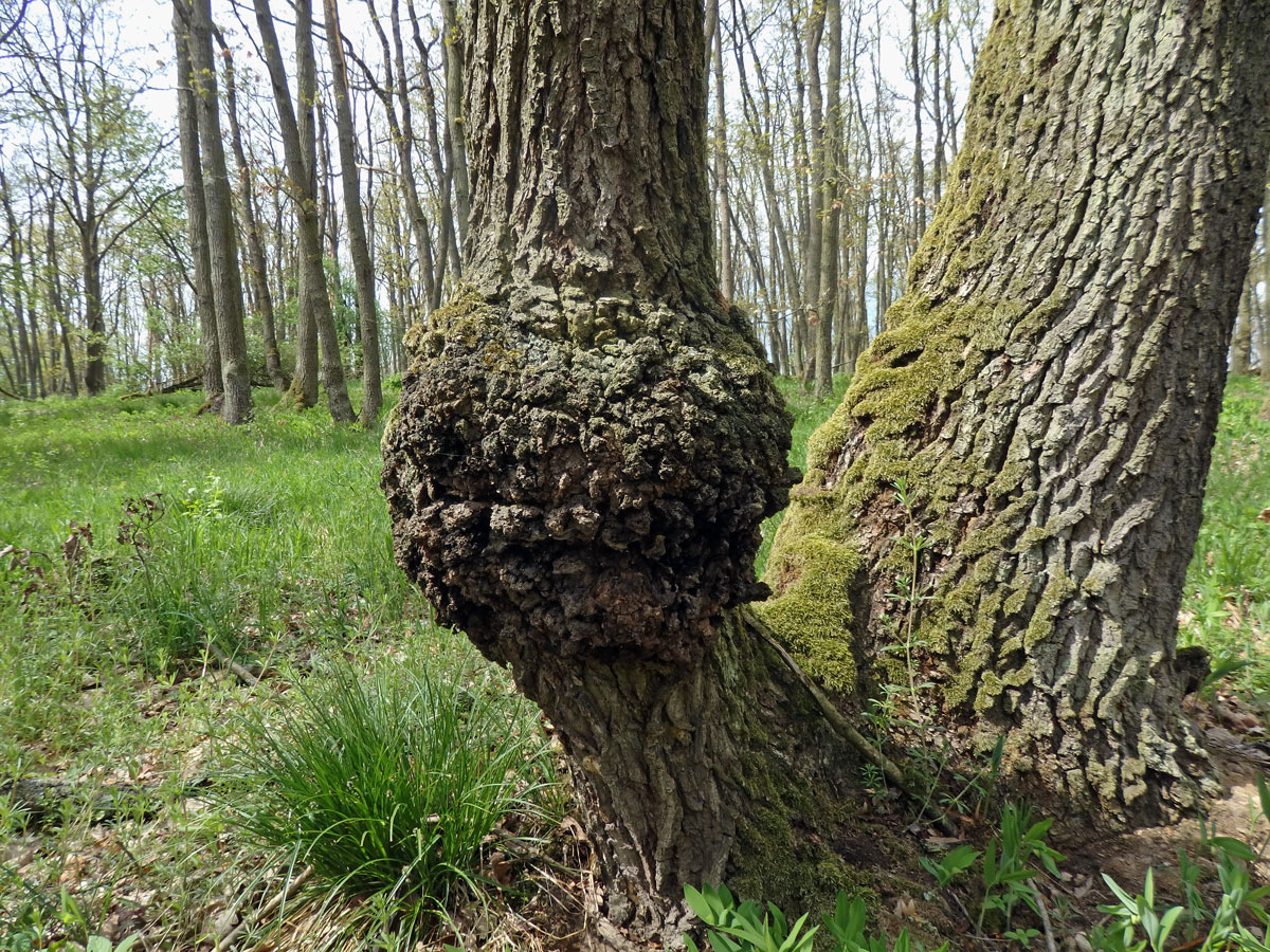 Nádor na dubu letním (Quercus robur L.) (50a)