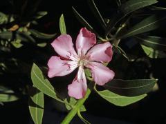 Oleandr obecný (Nerium oleander L.), šestičetný květ