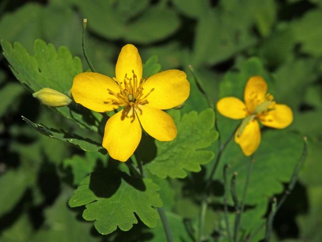 Vlaštovičník větší (Chelidonium majus L.) - pětičetný květ (5)