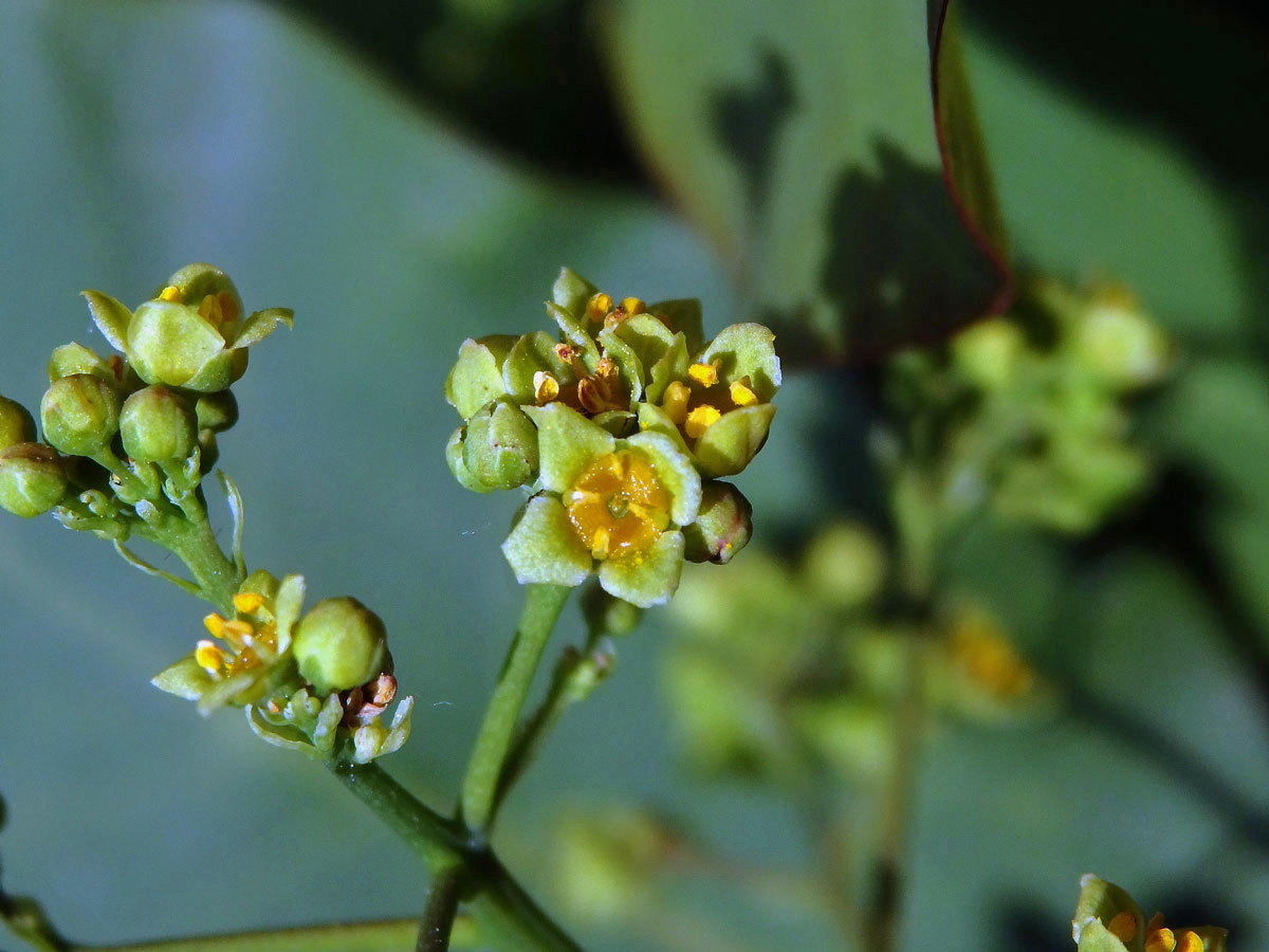 vlasatá (Cotinus coggygria Scop.), čtyřčetný květ (2)