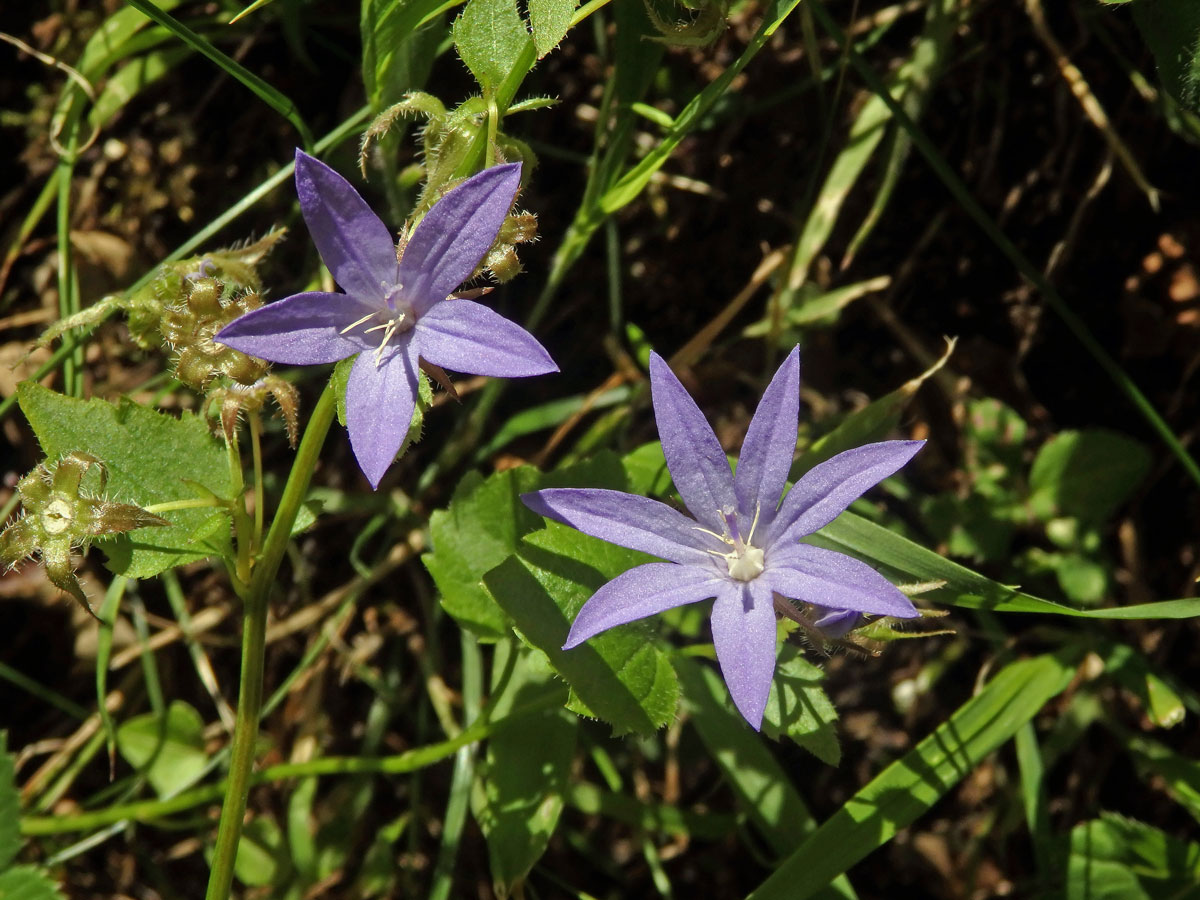 Zvonek garganský (Campanula garganica Ten.), sedmičetný květ (7a)