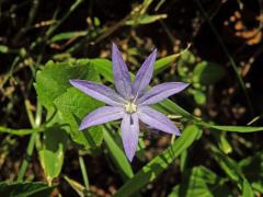 Zvonek garganský (Campanula garganica Ten.), sedmičetný květ (7b)