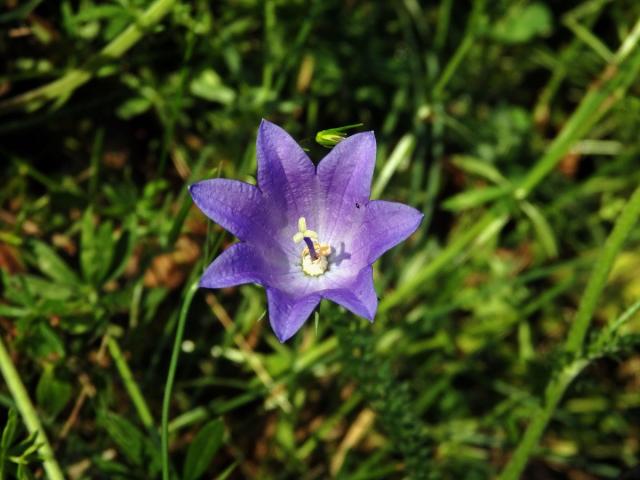 Zvonek okrouhlolistý (Campanula rotundifolia L.) - sedmičetný květ (8a)