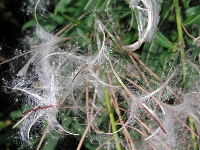 Vrbovka úzkolistá (Epilobium angustifolium L.)