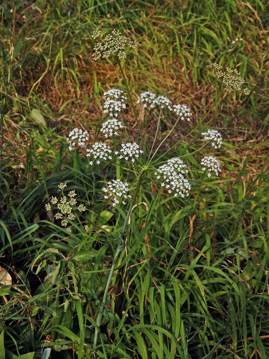 Smldník jelení (Peucedanum cervaria (L.) Lapeyr.), zdvojený složený okolík