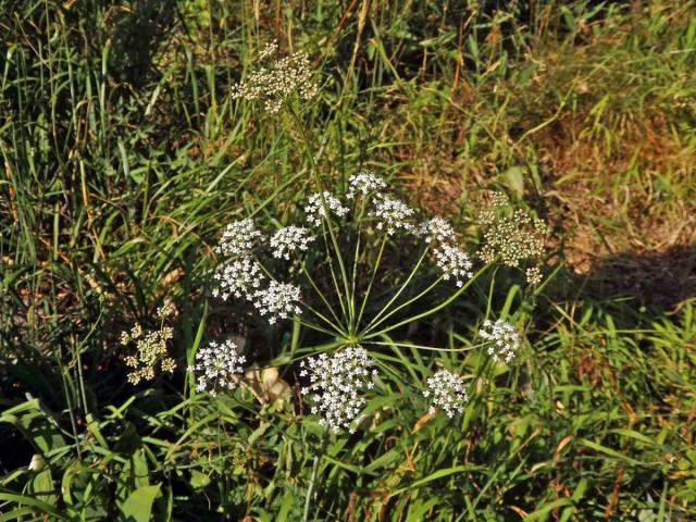 Smldník jelení (Peucedanum cervaria (L.) Lapeyr.), zdvojený složený okolík