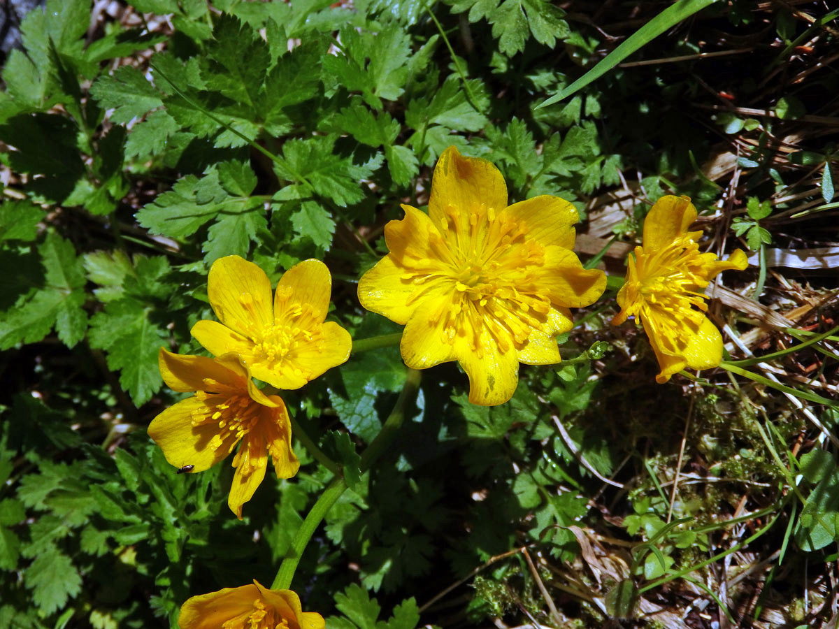 Blatouch bahenní (Caltha palustris L.), osmičetný květ (2a)