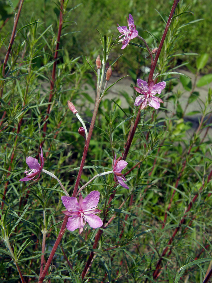 Vrbovka rozmarýnolistá (Epilobium didonaei Vill.)