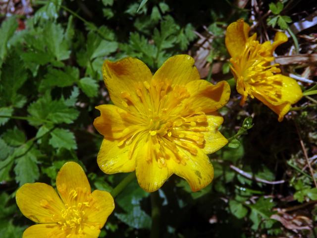 Blatouch bahenní (Caltha palustris L.), osmičetný květ (2b)