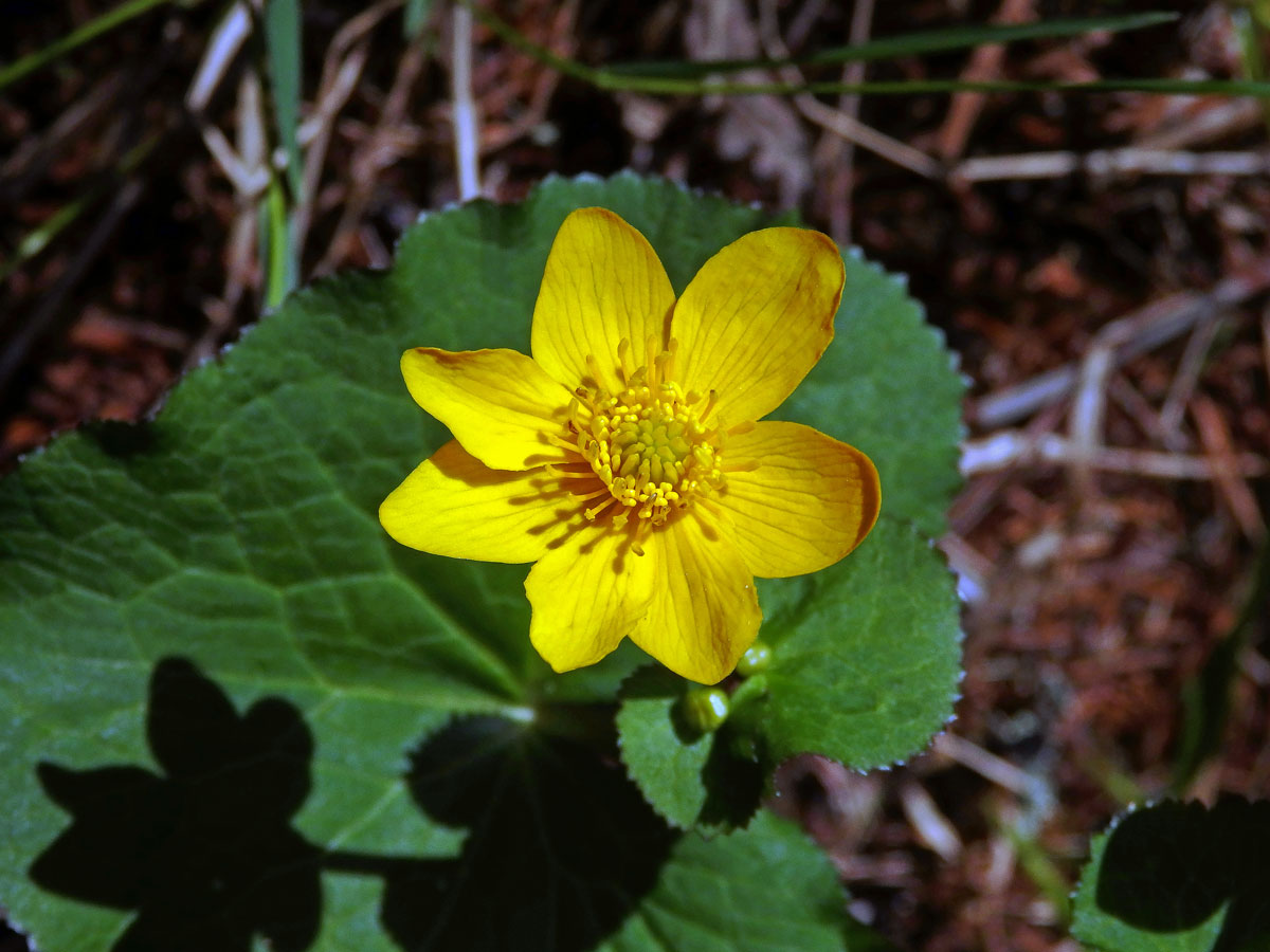 Blatouch bahenní (Caltha palustris L.), sedmičetný květ (7b)