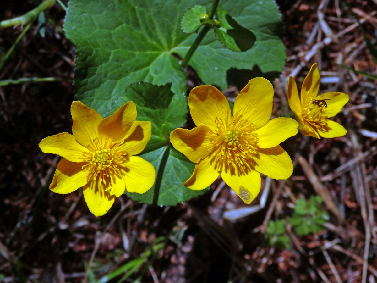 Blatouch bahenní (Caltha palustris L.), sedmičetný květ (7c)