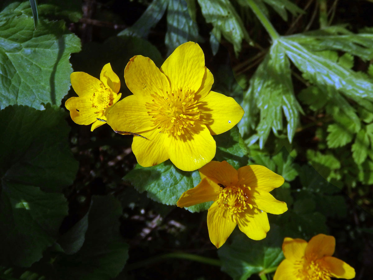 Blatouch bahenní (Caltha palustris L.), sedmičetný květ (9)