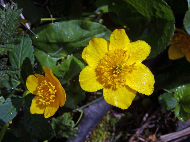 Blatouch bahenní (Caltha palustris L.), šestičetný květ (12)