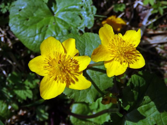 Blatouch bahenní (Caltha palustris L.), šestičetný květ (13)