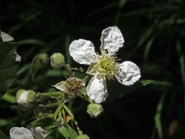 Ostružiník ježiník (Rubus caesius L.) - čtyřčetný květ (5)