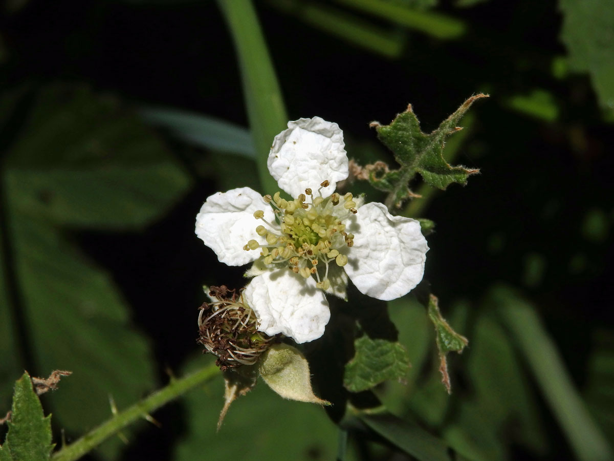 Ostružiník ježiník (Rubus caesius L.) - čtyřčetný květ (6)