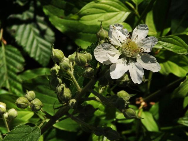 Ostružiník křovitý (Rubus fruticosus L. agg.) - devítičetný květ (2)