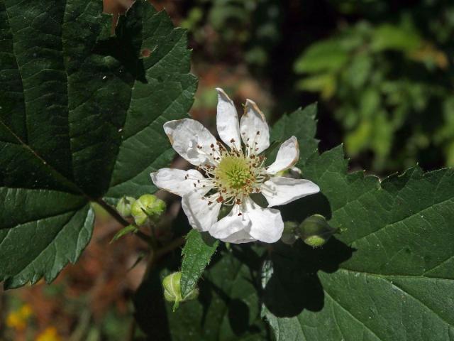 Ostružiník křovitý (Rubus fruticosus L. agg.) - jedenáctičetný květ (1)