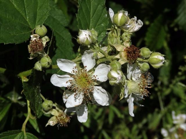 Ostružiník křovitý (Rubus fruticosus L. agg.) - šestičetný květ (11)