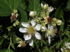 Ostružiník křovitý (Rubus fruticosus L. agg.) - šestičetný květ (11)