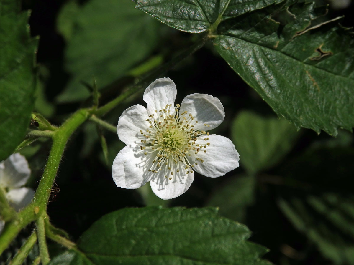 Ostružiník ježiník (Rubus caesius L.) - šestičetný květ (9)