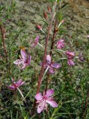 Vrbovka rozmarýnolistá (Epilobium didonaei Vill.)