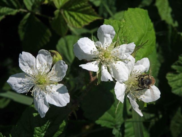 Ostružiník ježiník (Rubus caesius L.) - vícečetné květy (4)