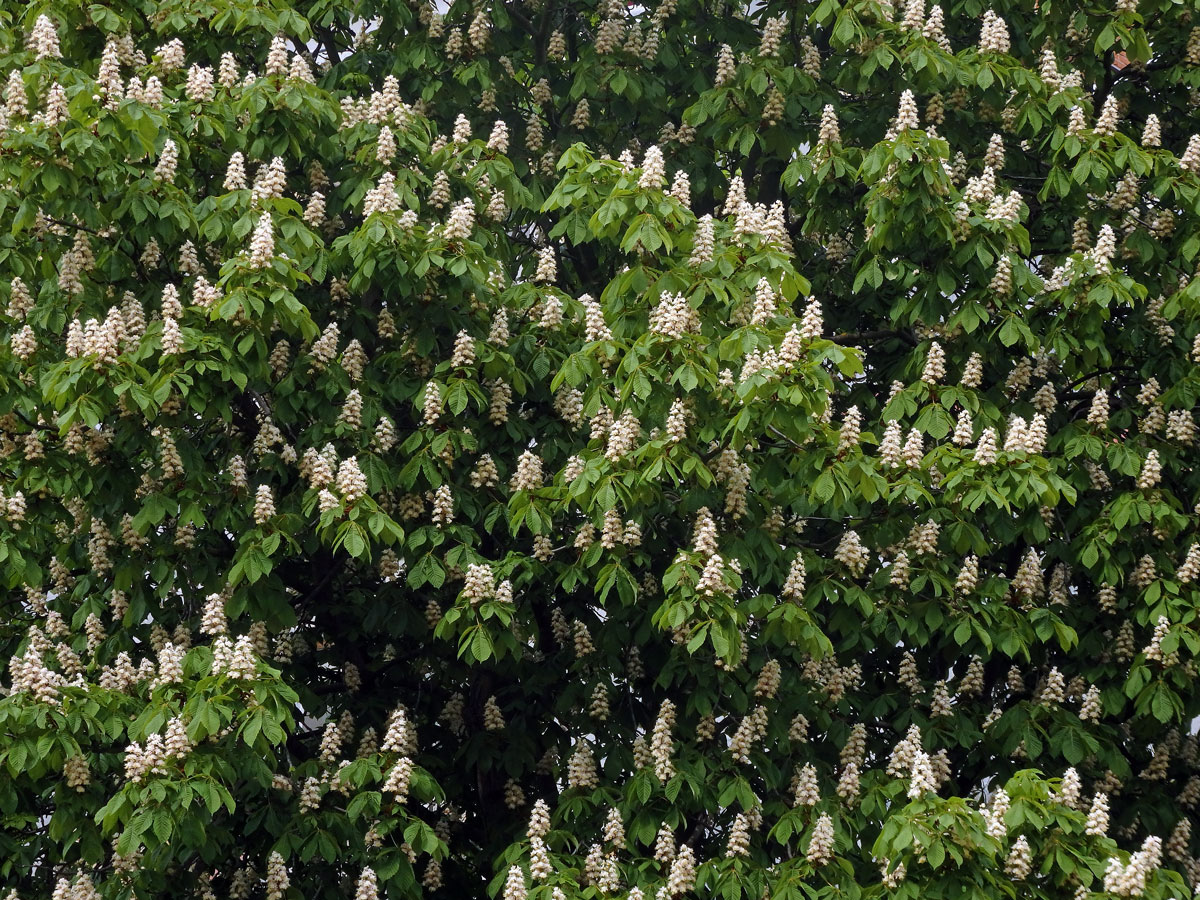 Jírovec maďal (Aesculus hippocastanum L.)