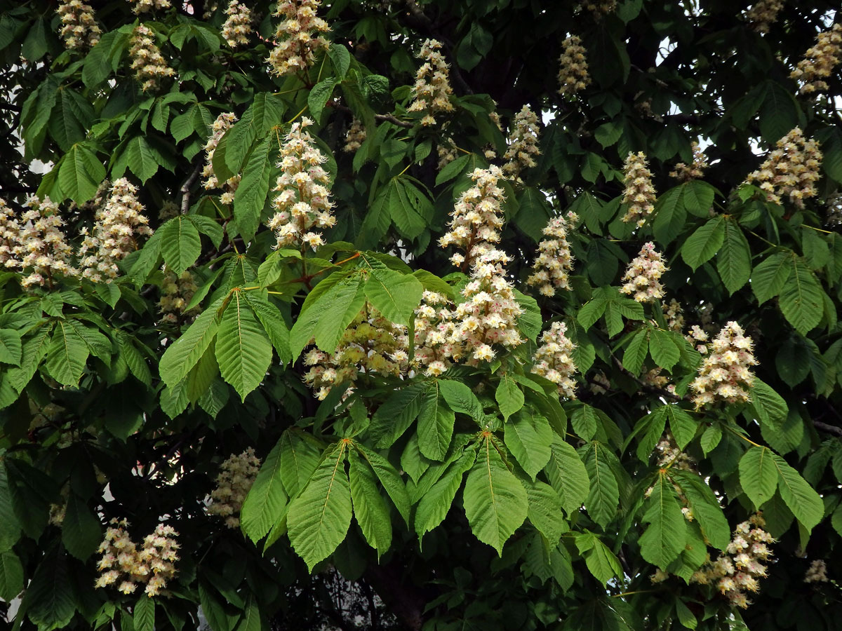 Jírovec maďal (Aesculus hippocastanum L.)