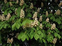 Jírovec maďal (Aesculus hippocastanum L.)