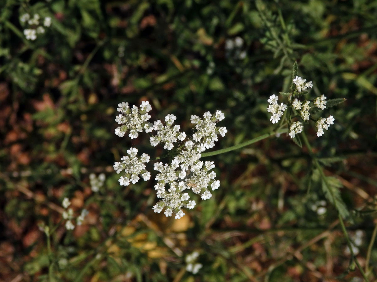 Tořice rolní (Torilis arvensis (Huds.) Link)